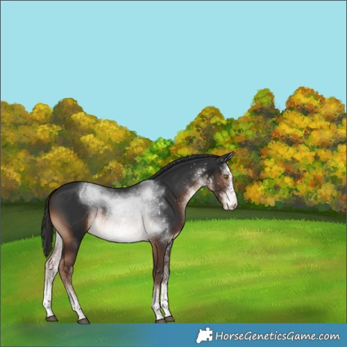 Horse Color:White Spotted Liver Chestnut