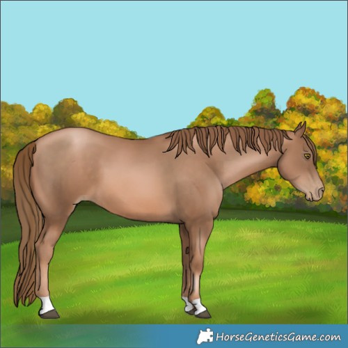 Horse Color:Liver Chestnut Pearl 
