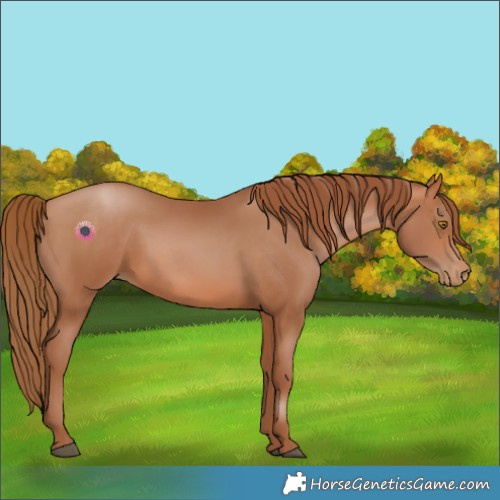 Horse Color:Bay Pearl 