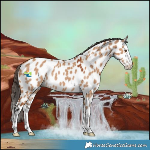 Horse Color:Bay Dun Splash Near Leopard Rabicano 