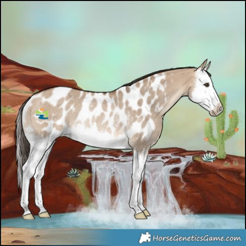 Horse Color:Bay Dun Splash Near Leopard Rabicano 