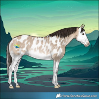 Horse Color:Bay Dun Splash Appaloosa Rabicano
