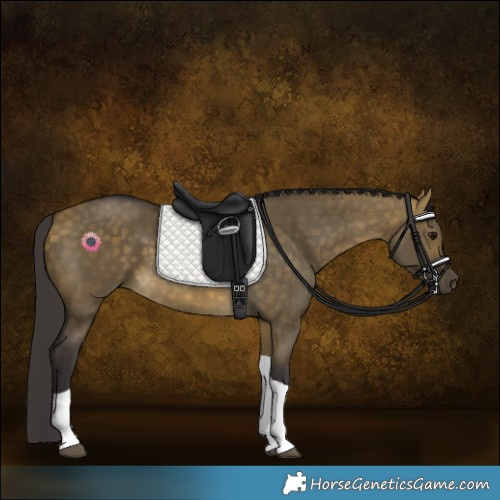 Horse Color:Buckskin Dun Tobiano