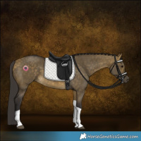 Horse Color:Buckskin Dun Tobiano