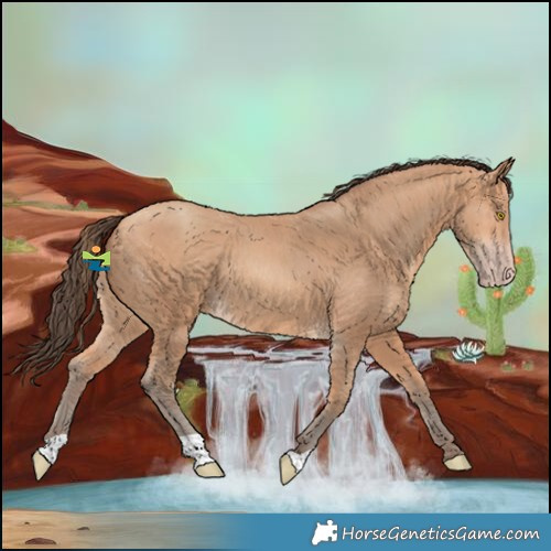 Horse Color:Amber Champagne
