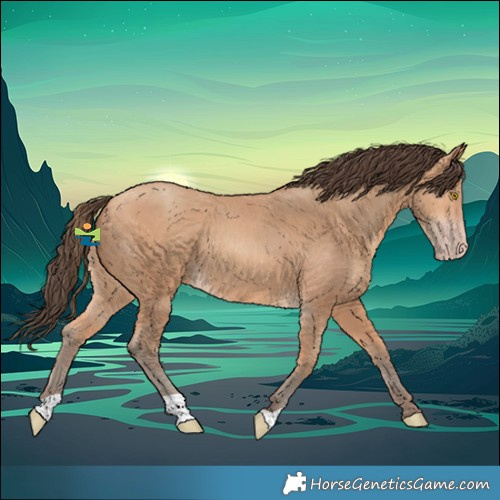 Horse Color:Amber Champagne