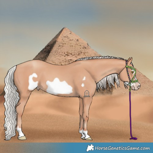 Horse Color:Silver Amber Champagne Frame 