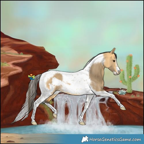 Horse Color:Buckskin Dun Tobiano Frame