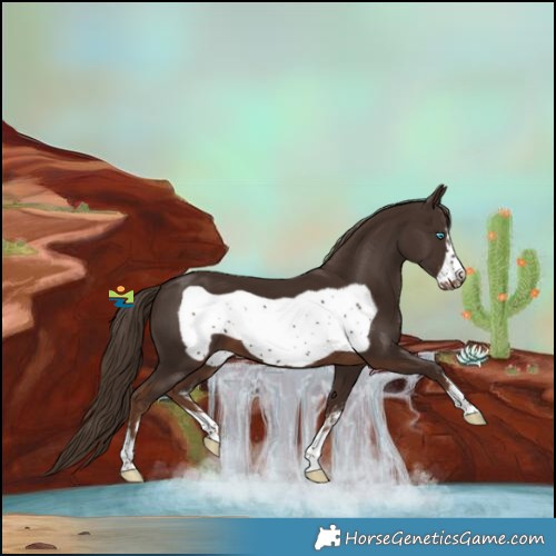 Horse Color:Liver Chestnut Sabino Frame