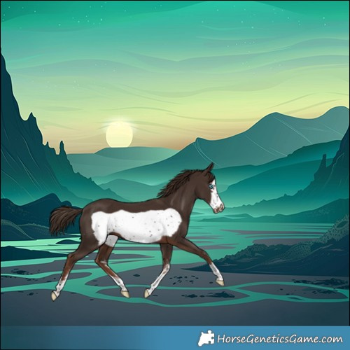 Horse Color:Liver Chestnut Sabino Frame 