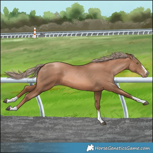 Horse Color:Liver Chestnut Pearl