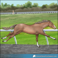 Horse Color:Liver Chestnut Pearl