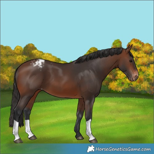 Horse Color:Brown Blanket 