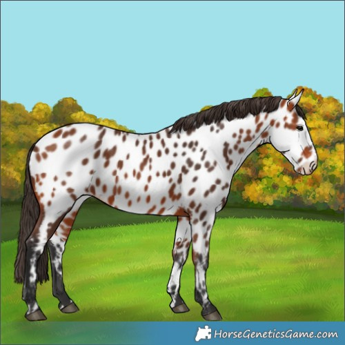 Horse Color:Bay Near Leopard 