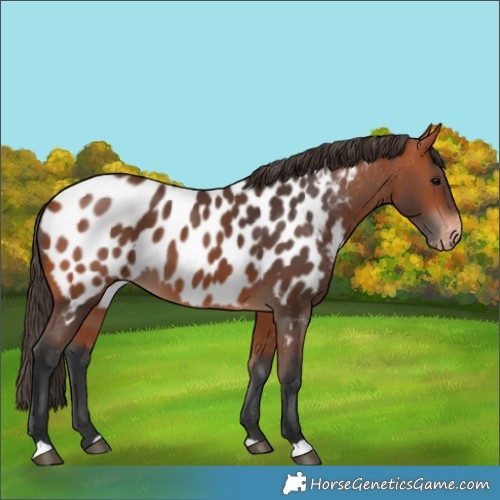 Horse Color:Bay Near Leopard 