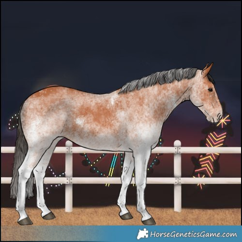 Horse Color:White Spotted Bay 