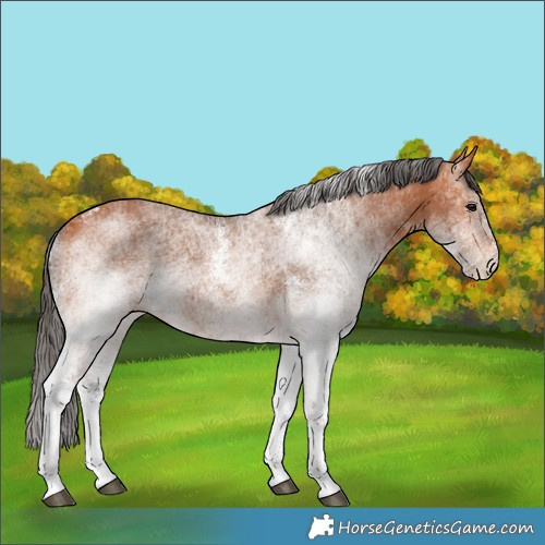 Horse Color:White Spotted Bay