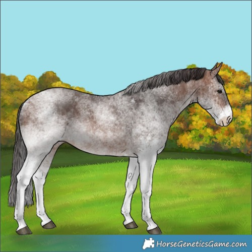 Horse Color:White Spotted Brown