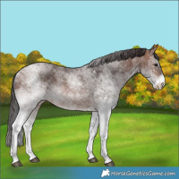 Horse Color:White Spotted Brown