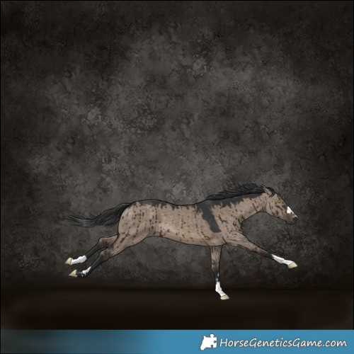 Horse Color:Brown Dun Brindle 