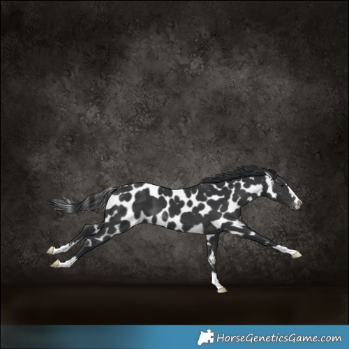 Horse Color:Black Skewed LP Spotted 