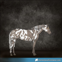 Horse Color:Silver Grullo Skewed LP Spotted Brindle 