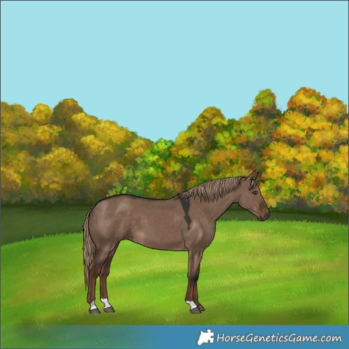Horse Color:Liver Red Dun
