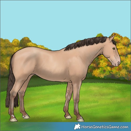 Horse Color:Amber Champagne 