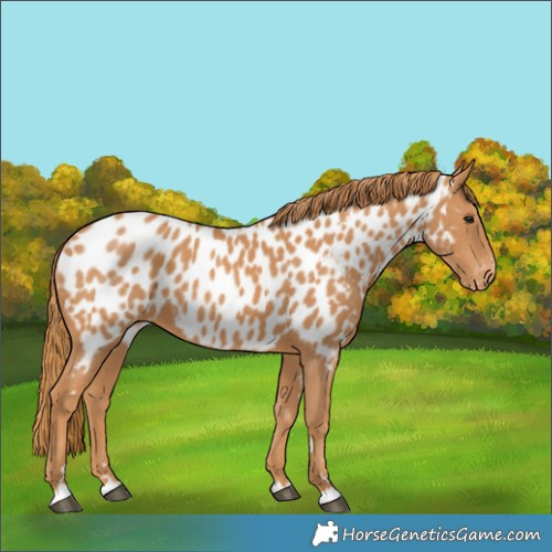 Horse Color:Chestnut Near Leopard