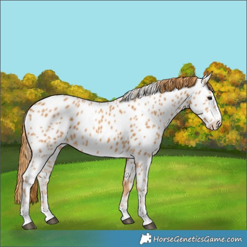 Horse Color:Chestnut Near Leopard