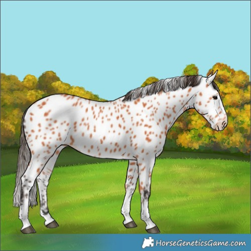Horse Color:Bay Leopard