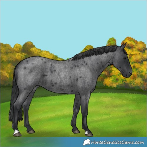 Horse Color:Blue Roan