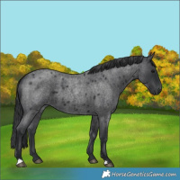 Horse Color:Blue Roan 