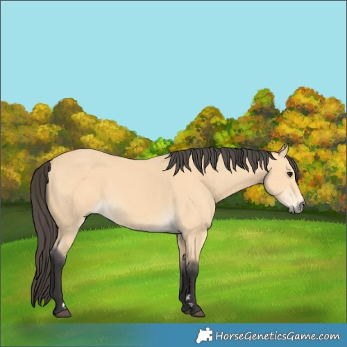 Horse Color:Buckskin