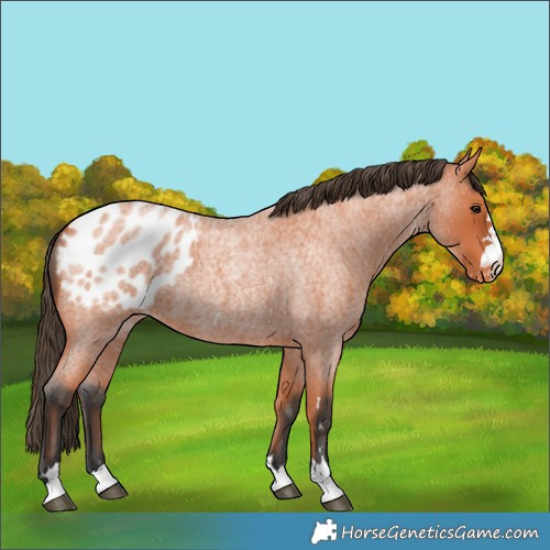 Horse Color:Bay Roan Appaloosa