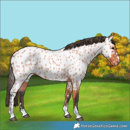 Horse Color:Bay Roan Near Leopard