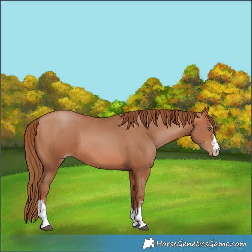 Horse Color:Brown Pearl 
