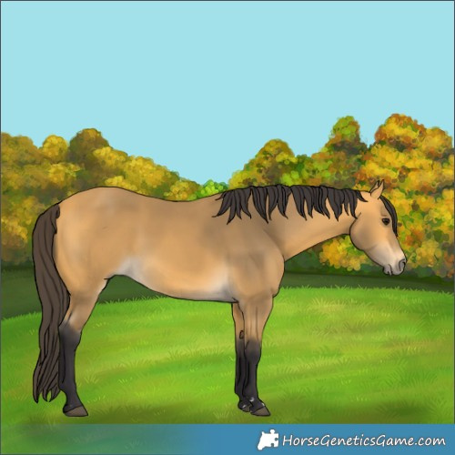 Horse Color:Buckskin 