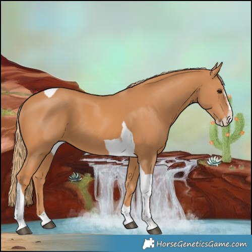 Horse Color:Chestnut Splash Tobiano