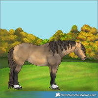 Horse Color:Buckskin 