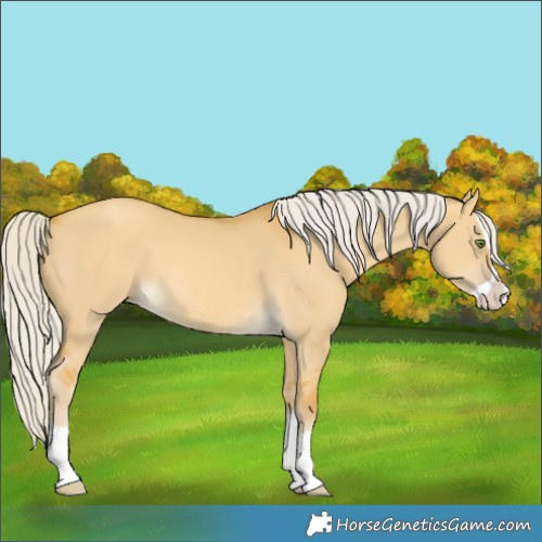Horse Color:Silver Classic Cream Champagne Dun Splash