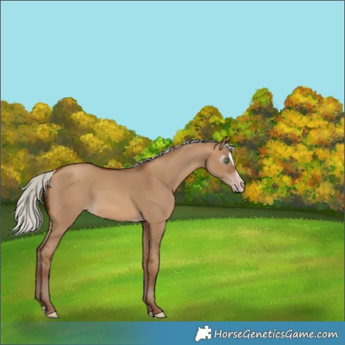 Horse Color:Gray Silver Sable Champagne Dun Splash 