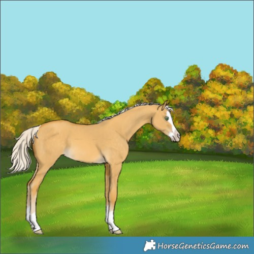 Horse Color:Silver Sable Cream Champagne Dun Splash 