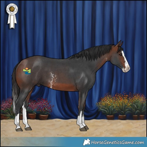 Horse Color:Bay Sabino Splash