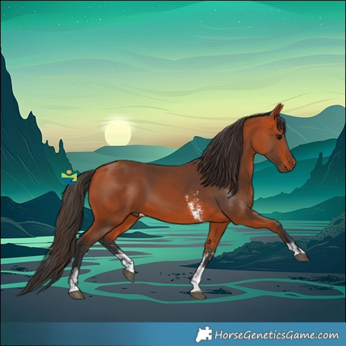 Horse Color:Bay Sabino