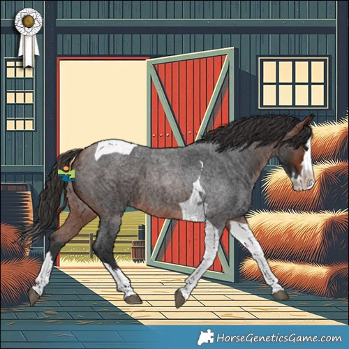 Horse Color:Bay Roan Splash Tobiano