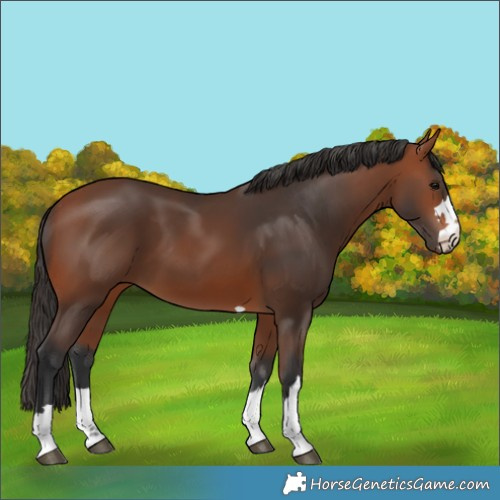 Horse Color:Bay 