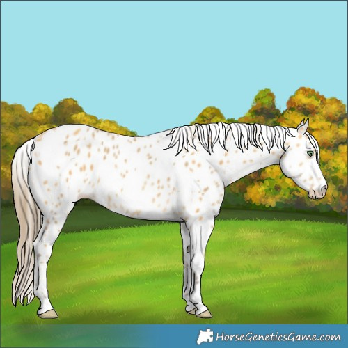 Horse Color:Gold Cream Champagne Leopard and Amber Cream Champagne Leopard