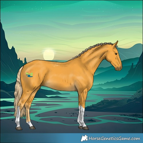 Horse Color:Palomino Tobiano