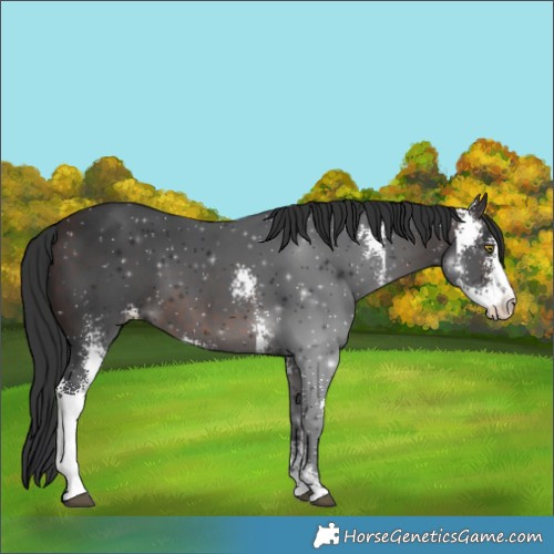 Horse Color:Brown Sabino